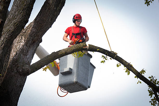 Large Tree Removal in Moyie Springs, ID